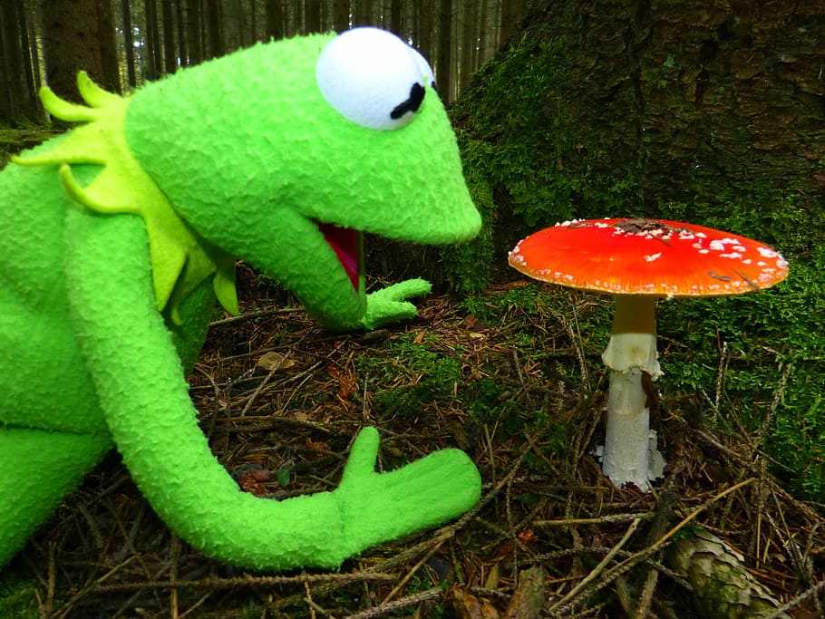 selective, photography, kermit, frog, plush, toy, red, mushroom, daytime, fly agaric