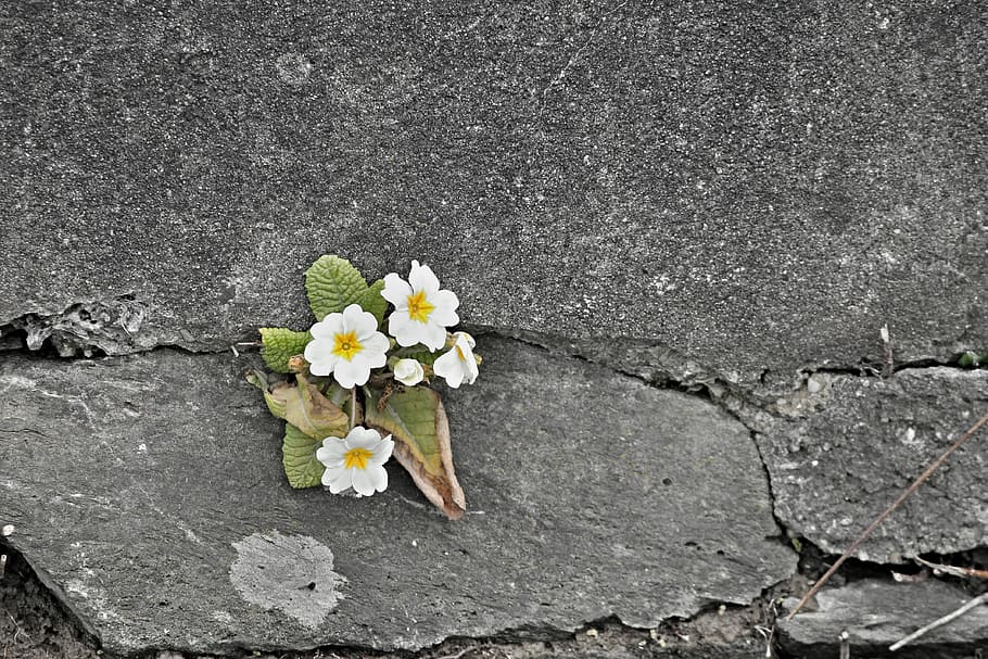 white, flowers, gray, concrete, floor, primrose, wall, wall flower, stone wall, stone