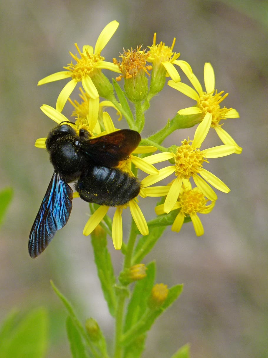 drone, drone black, libar, xylocopa violacea, bumblebee, bunga, tanaman berbunga, margasatwa hewan, serangga, satu hewan