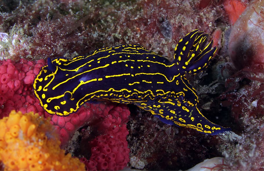 regal sea goddess nudibranch, swimming, reef, marine, exotic, tropical, gastropod, mollusk, soft bodied, colorful