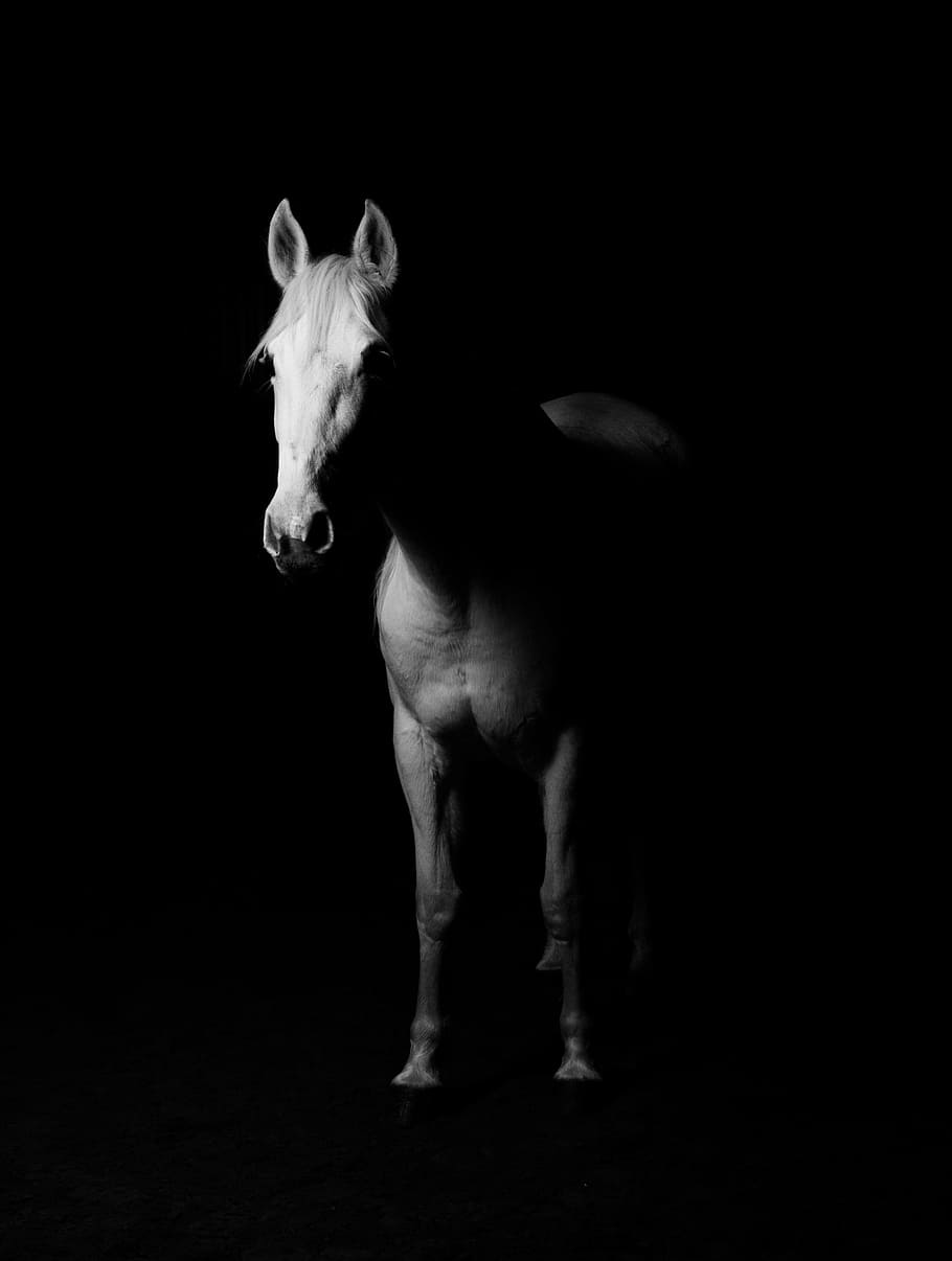 grayscale photography, horse, white, white horse, black background, sto, ride, rider, equestrian, horses