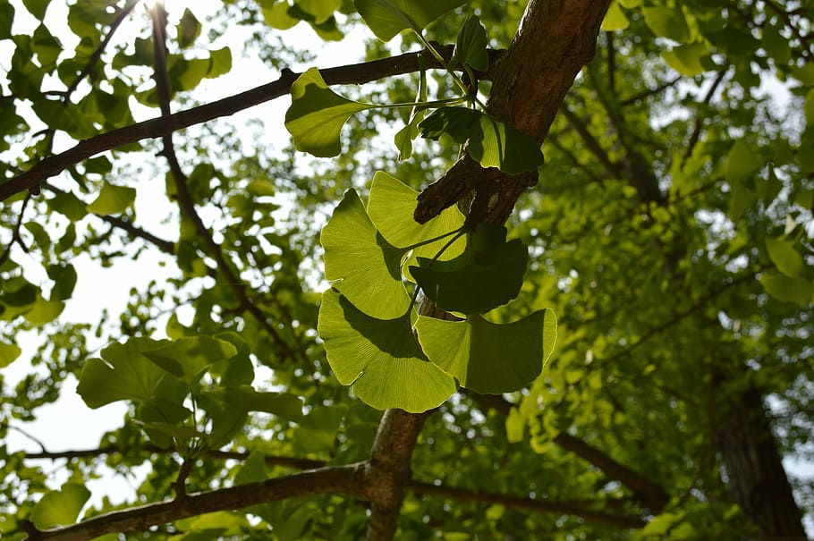 Leaves, Ginkgo, green, the leaves, tree, leaf, branch, hanging, green color, outdoors