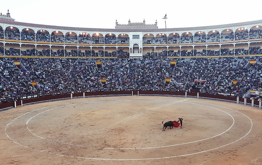 bullfighting, stadium, daytime, bull, fighting, matador, bullfighter, torero, red, cape