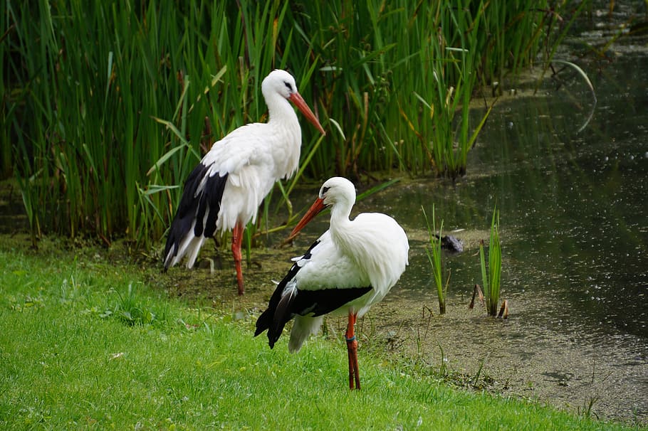 storks, pond, park, lake, nature, bird, animal, wildlife, stork, beak