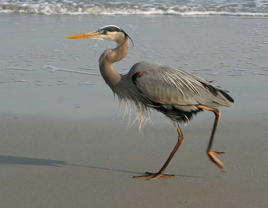 gray, heron, shore, daytime, blue heron, great, beach, walking, wildlife, bird