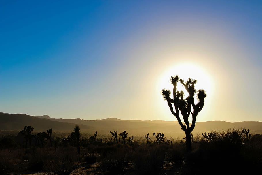 desert, california, cactus, vegetation, dry, nature, sunset, silhouette, scenics, sunlight