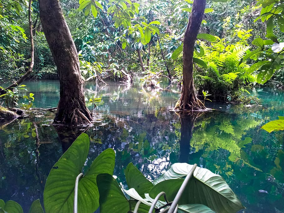 calma, corpo, água, cercado, plantas, árvores, selva, laos, luang prabang, manguezais
