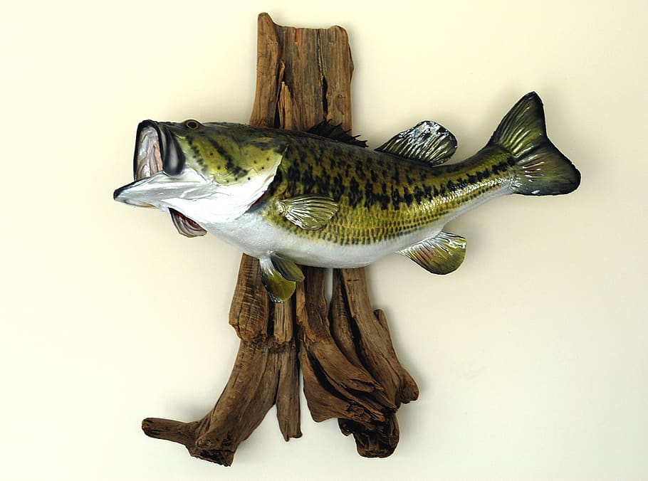 large mouth, bass, mounted, taxidermy, fish, fishing, large, mouth, bass fishing, bass fish