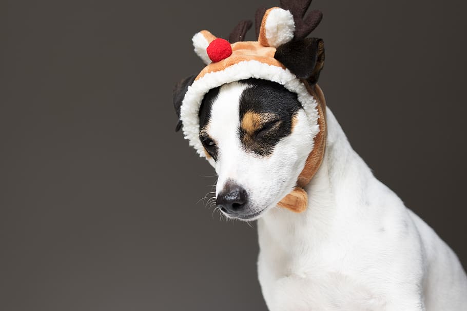 jack russel, dog, christmas, wink, cute, terrier, adorable, animal, canine, doggie