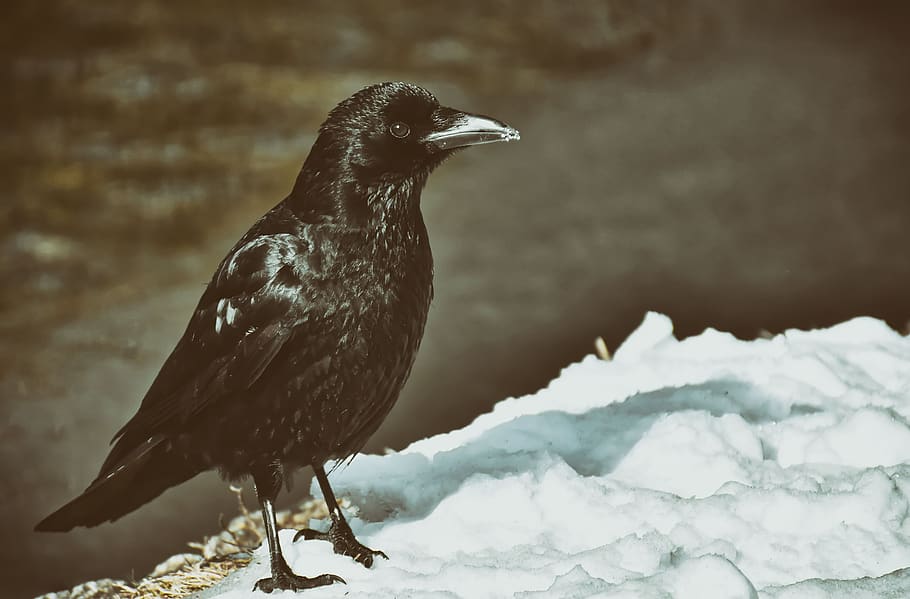 crow, animal, common raven, raven, snow, winter, cold, raven bird, nature, feather