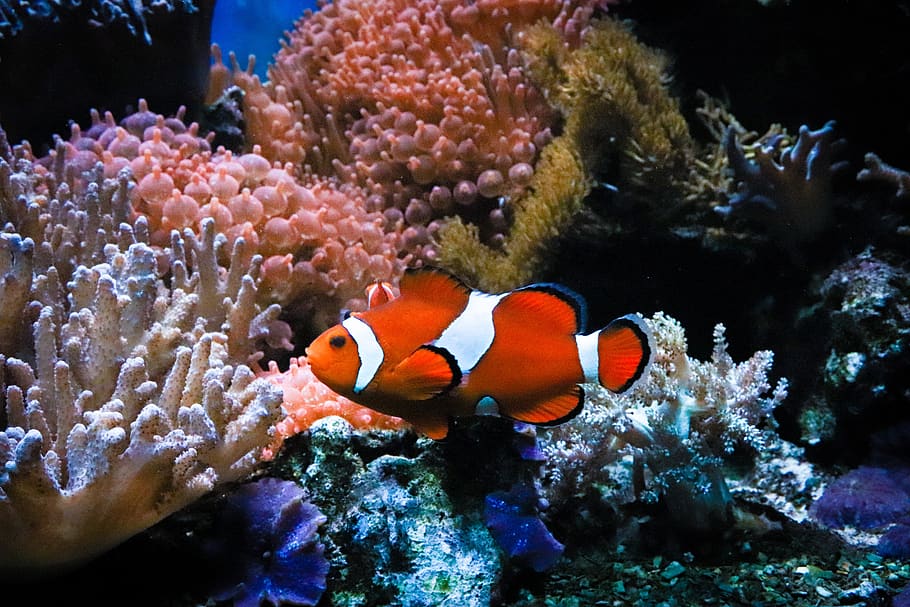 clown fish, anemone, nemo, underwater, sea, fish, clownfish, aquarium, water, nature