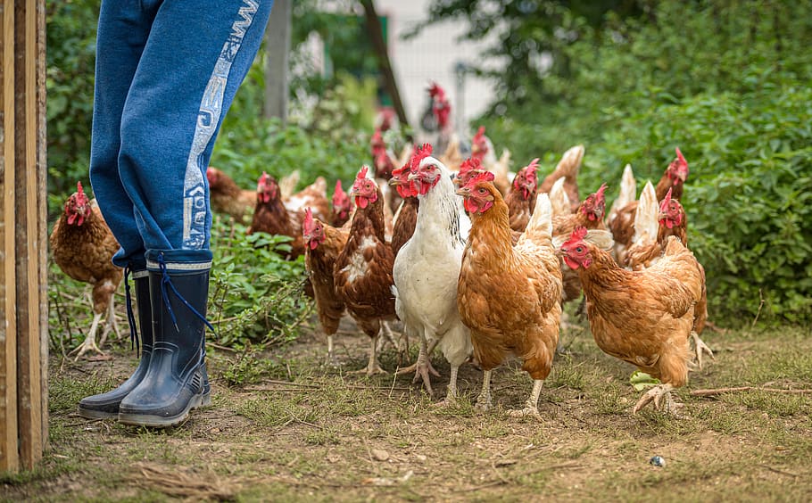 chickens droves, farm, hens, spout, range, poultry, agriculture, animal husbandry, country life, running