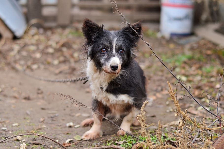 Old pets. Бордер колли черный. Метис бордер колли и лайки. Метис бордер колли. Бордер колли черно белый.