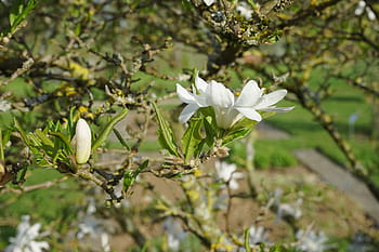 Fotos magnolia stellata libres de regalías | Pxfuel