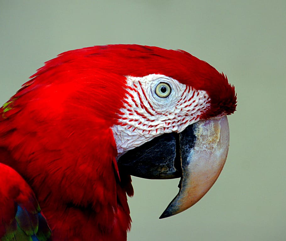 Guacamayo rojo, azul, guacamayo, rojo y azul, vertebrado, animal, pájaro, temas de animales, loro, fauna animal
