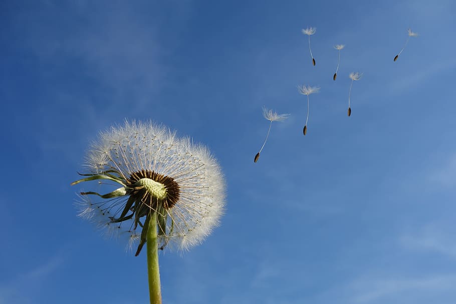 whiskers photo, dandelion, sky, flower, nature, seeds, plant, spring, close, wild flowers