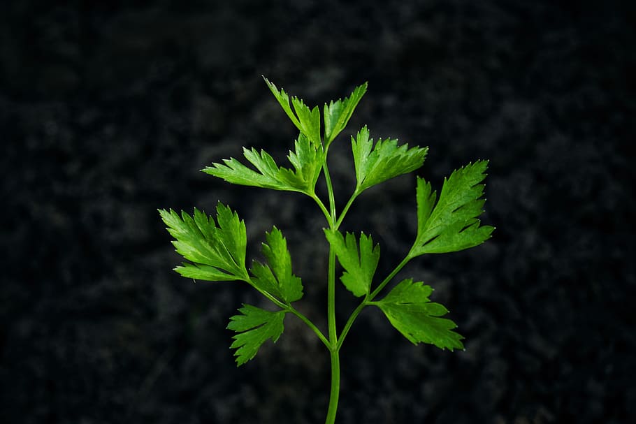 green parsley, parsley, herb, black background, healthy, natural, leaf, fresh, ingredient, green