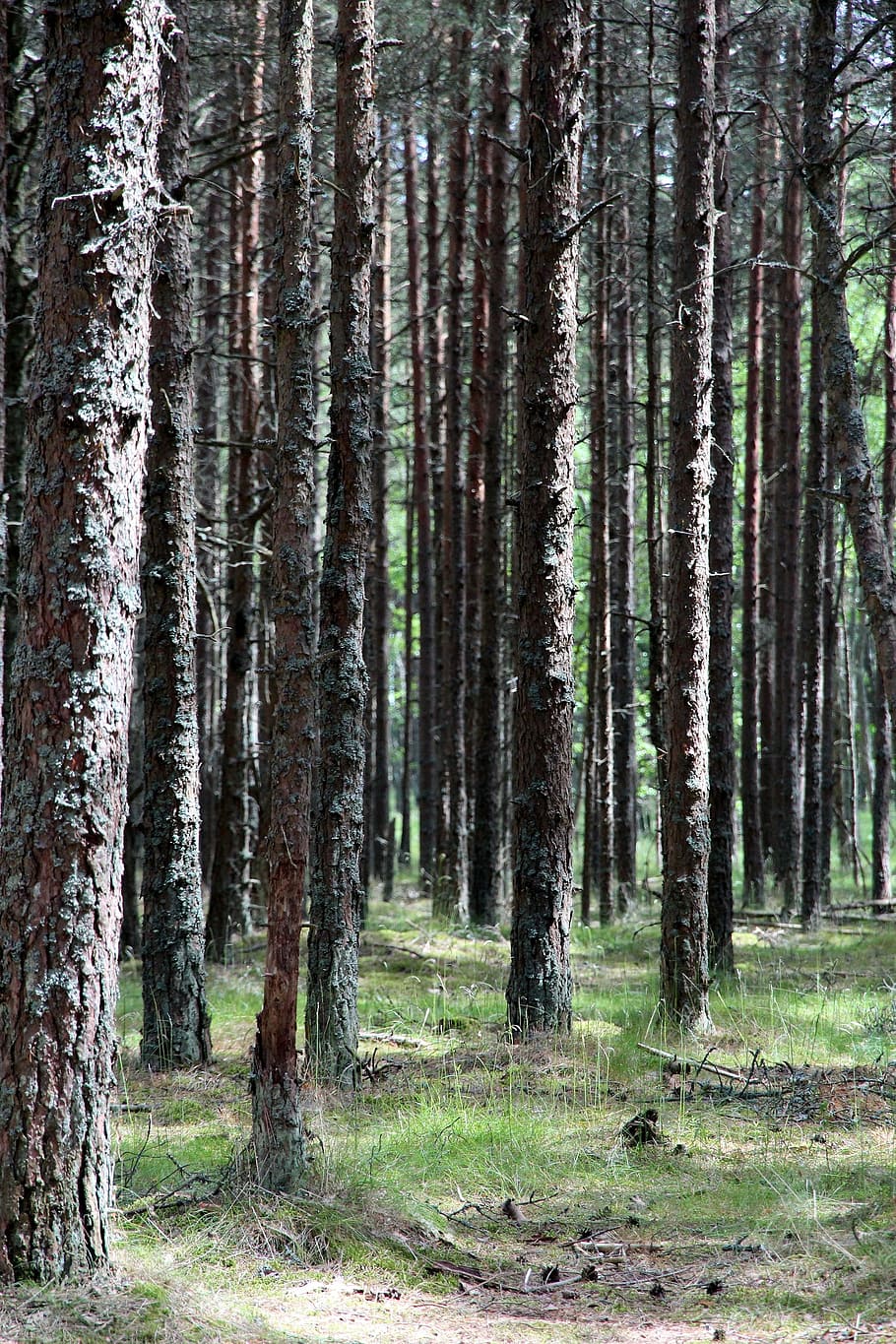 forest, trunks, trees, tree trunks, coniferous tree, landscape, greens, summer, pine, living nature