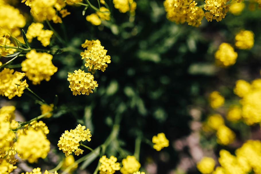 pequenas flores amarelas, pequeno, amarelo, flores, verão, flora, natureza, floração, florescendo, planta
