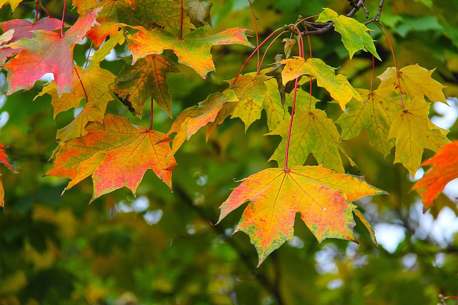 arce, hojas, otoño, hoja, temporada, rojo, amarillo, naranja, octubre, follaje