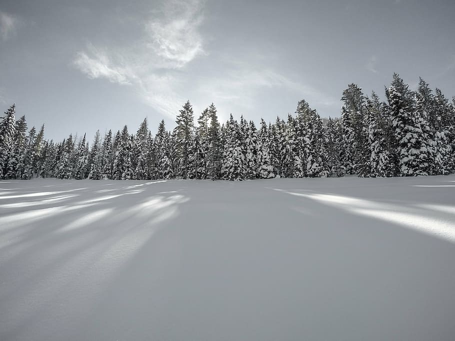 fotografia em escala de cinza, floresta, coberto, neve, inverno, branco, frio, clima, gelo, árvores