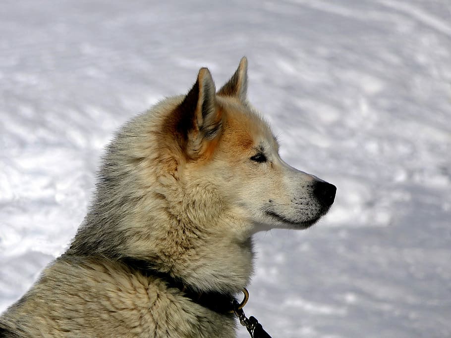 de pelo corto, marrón, perro, mirando, derecha, husky, nieve, montaña, canino, mamífero
