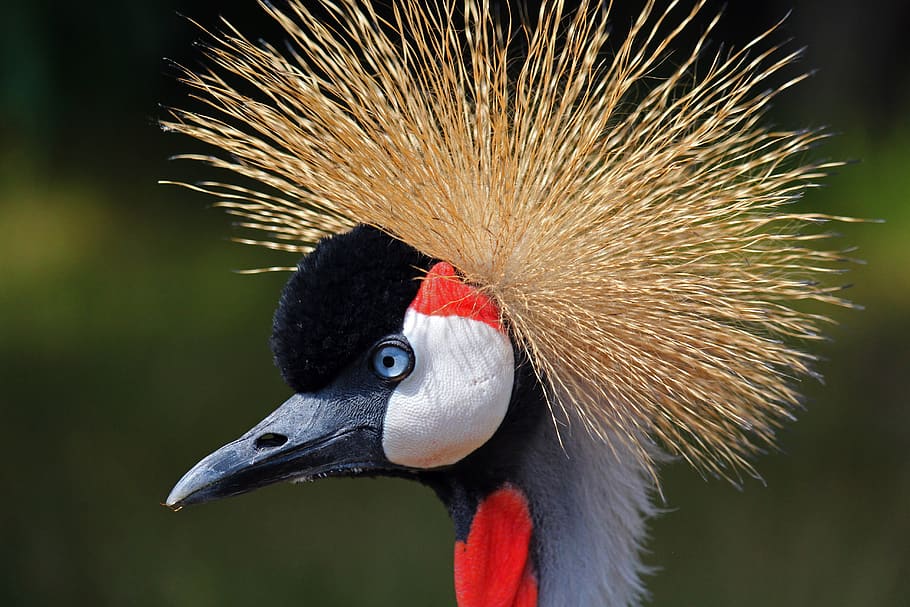 crane, zoo, bird, animal, the world of animals, grey crowned crane, feather, plumage, headdress, pride