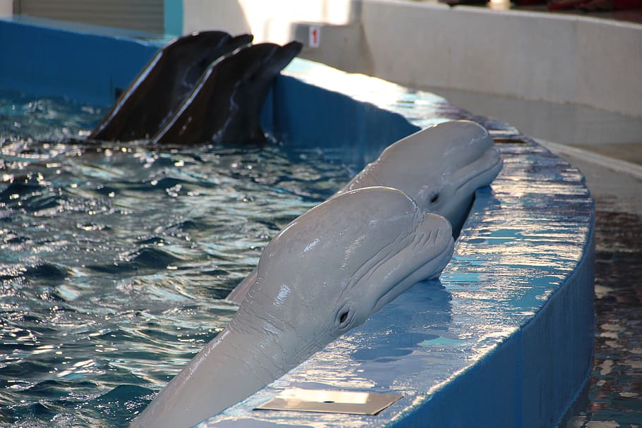 dolphinarium, dolphins, dolphin, show, animals, water, sea, animal, nature, animals in the wild