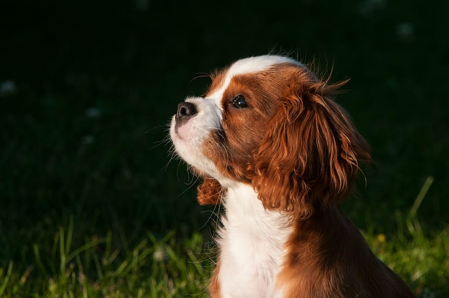 tan, white, cavalier, king charles spaniel puppy, dog, pet, small dog, young dog, puppies, pets