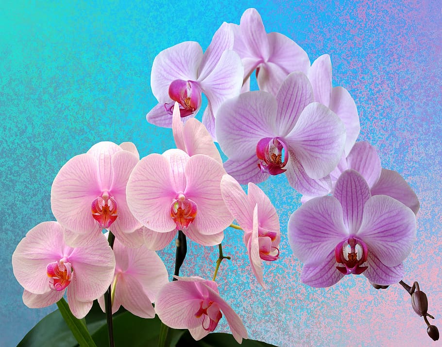 pink orchids, orchids, flowers, orchid flower, orchid blossom, wild orchid, flower, nature, plant, exotic