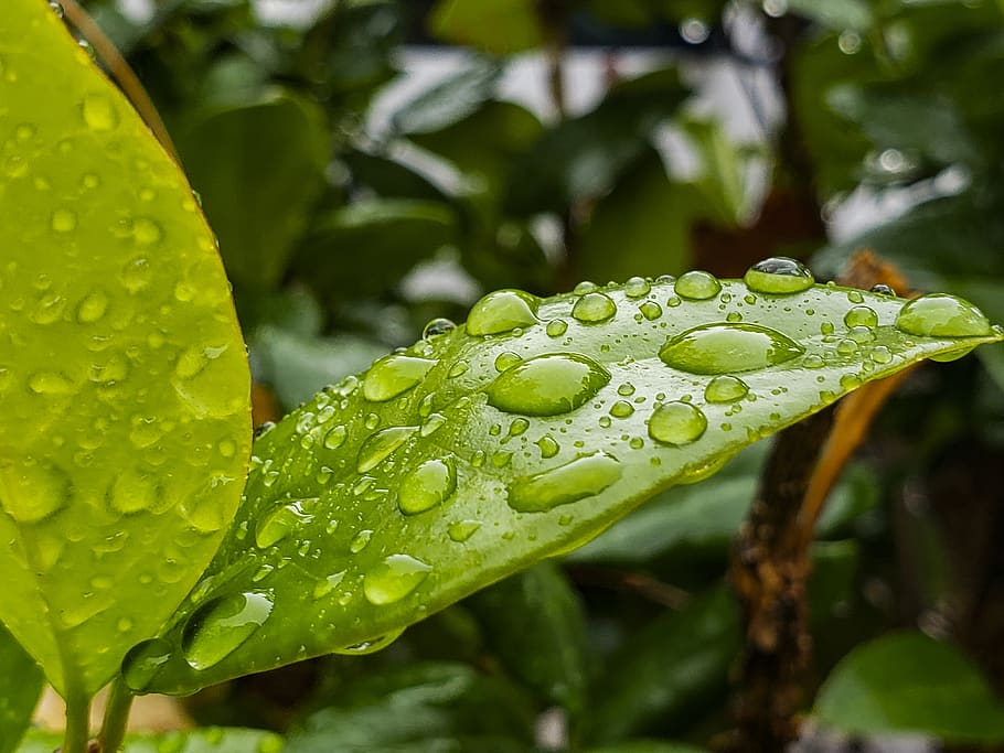 wet, leaf, nature, rain, leaves, water, drip, green, spring, environment