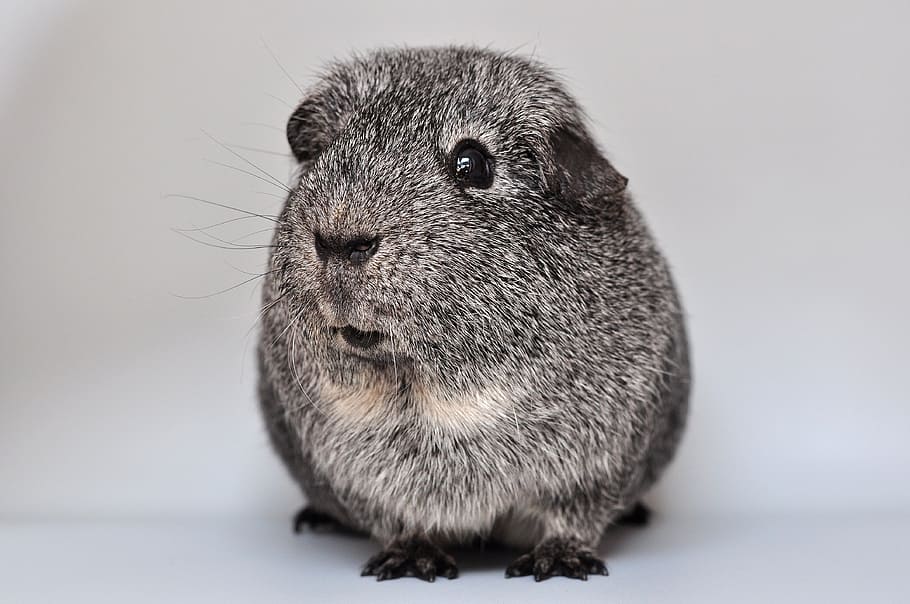 closeup, gray, hamster, guinea pig, smooth hair, agouti, silver, black and white loh, rodent, pet