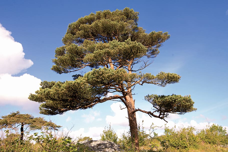 green, tree, white, clouds, daytime, scots pine, pinus sylvestris, burren, clare, ireland