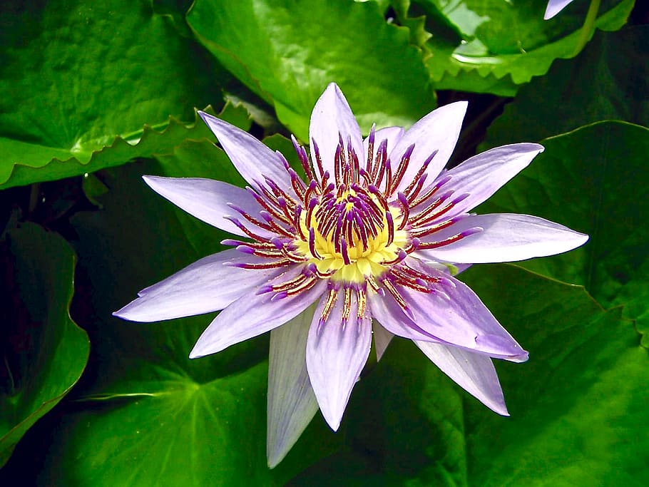 Blue, Egyptian, lotus, water lily, Sacred, lily, Nymphaea caerulea, Flower, buds, rise