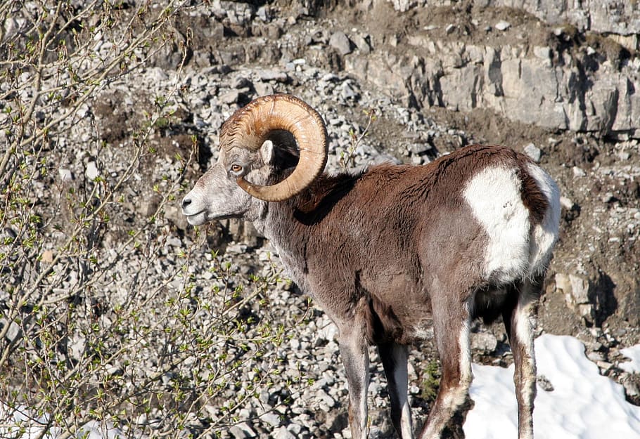 mountain goat, animal, mountain, goat, nature, wild, wildlife, mammal, horn, rocky