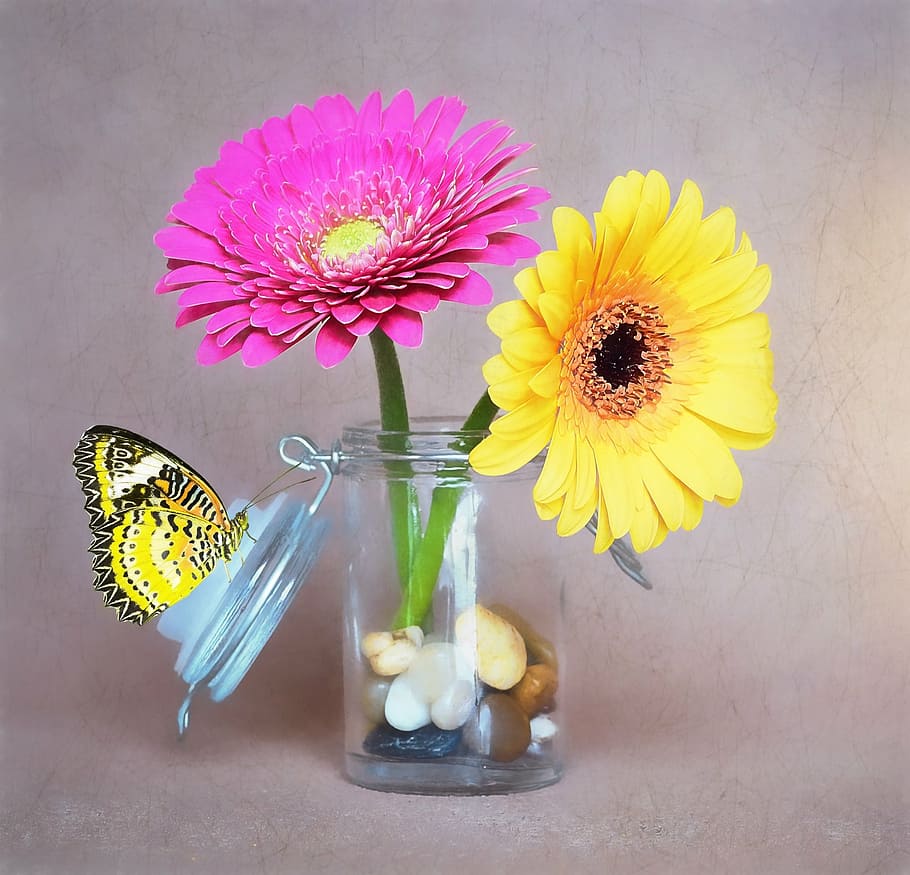 dois, rosa, amarelo, margarida flores, flores, gerbera, vidro, vaso, pedras deco, borboleta