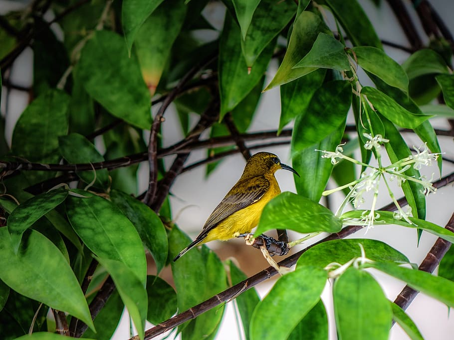 sunbird, yellow bird, feather, small, branch, olive-backed, wild, birdwatching, nature, green