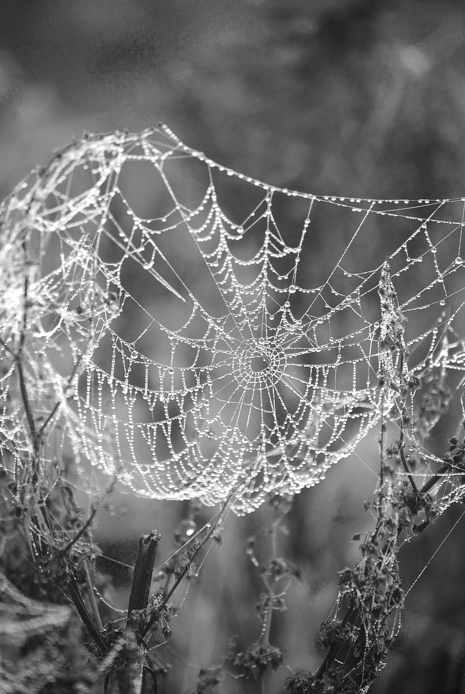 spider, web, monochrome, cobweb, dewdrop, drops, drip, water, dew, autumn
