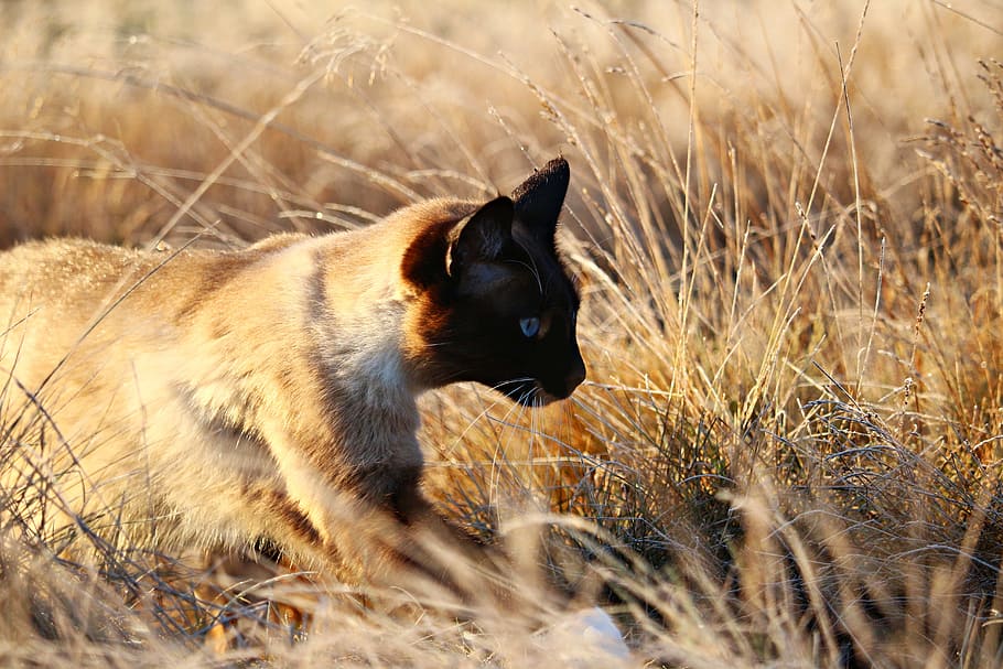 Kitten, Siamese Cat, cat, mieze, siam, siamese, breed cat, autumn, grass, nature