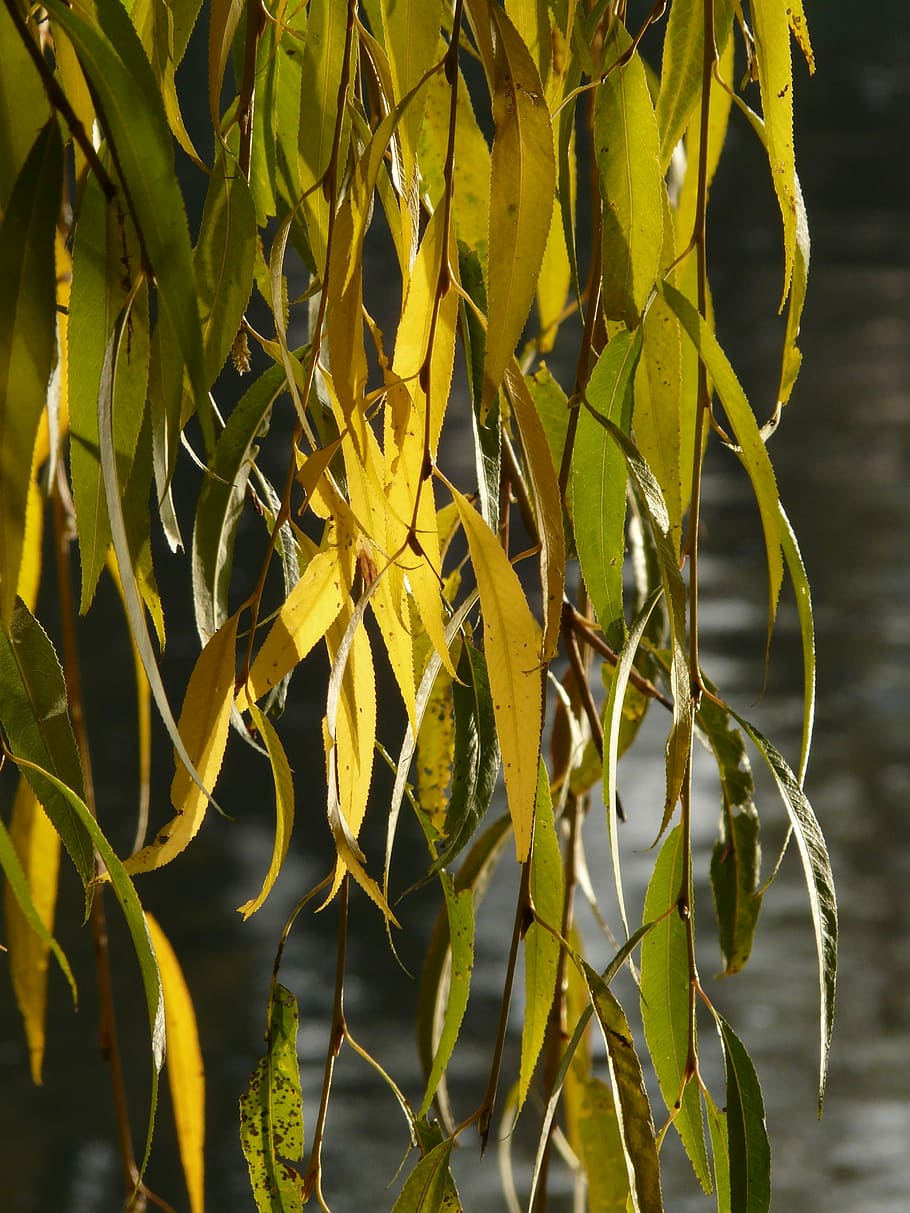 Leaves, Silver Willow, willow leaves, salix alba, pasture, sali, water, coloring, fall color, yellow