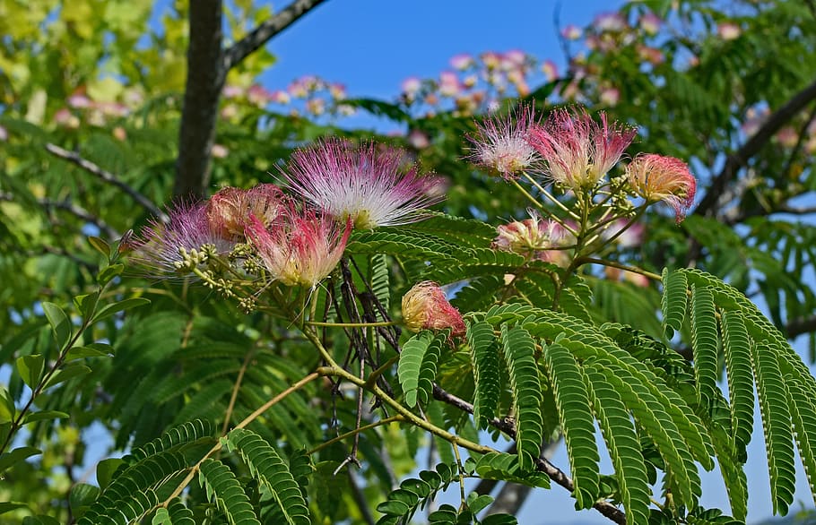 red mimosa, flower, blossom, bloom, plant, tree, summer, nature, colorful, red