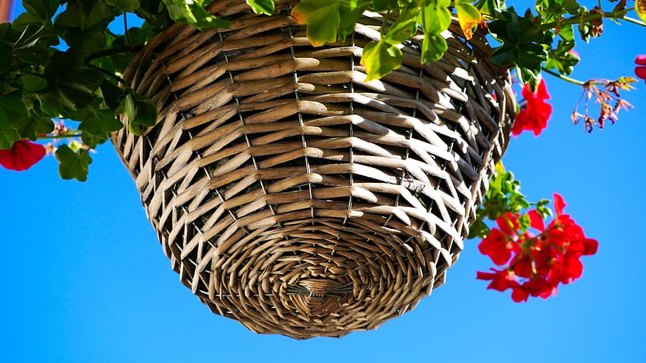 basket, hanging traffic lights, flowers, hanging basket, flowerpot, nature, plant, tree, sky, flower