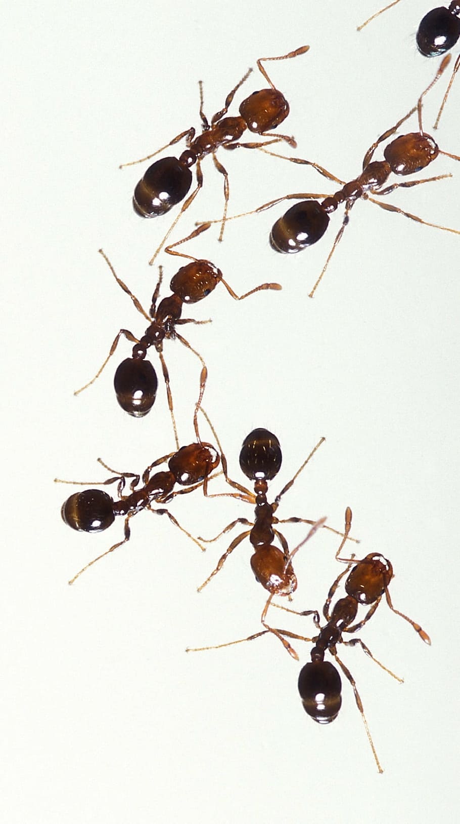 茶色の蟻のロット, 火の蟻, 昆虫, 労働者, 害虫, マクロ, スティング, 痛みを伴う, チームワーク, グループ
