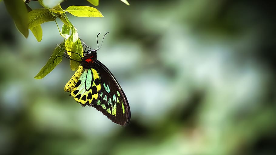 butterfly, tropical, yellow, green, red, wallpaper, 16 9, insect, invertebrate, animal themes