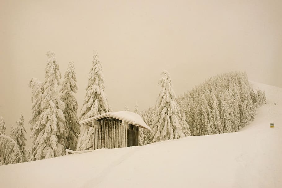 choza, nieve, paisaje, montañas, romántico, invernal, magia de invierno, invierno, temperatura fría, planta