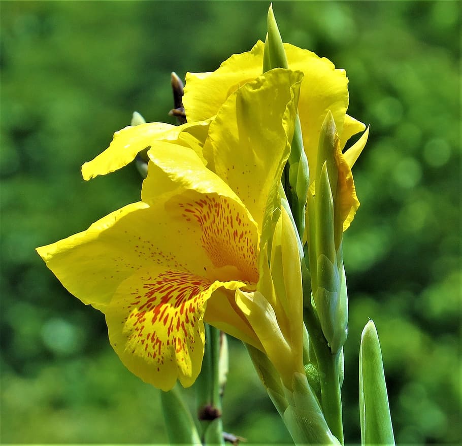 bunga iris, bunga, tumbuh subur, menanam, daun bunga, kuning, indah, tanaman berbunga, tanaman, kerapuhan