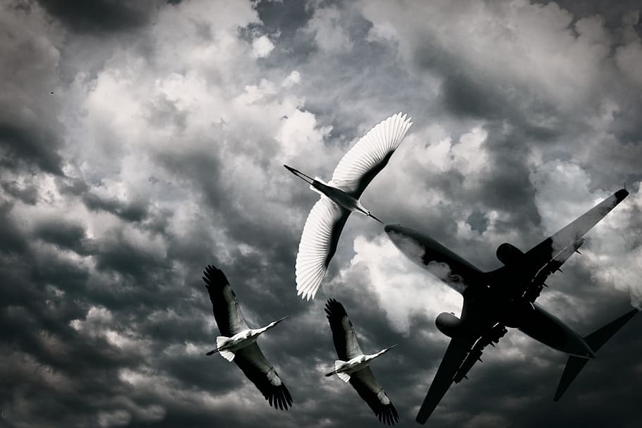 grayscale photography, three, storks, flying, plane, bird, aeroplane, sky, wings, cloud - sky