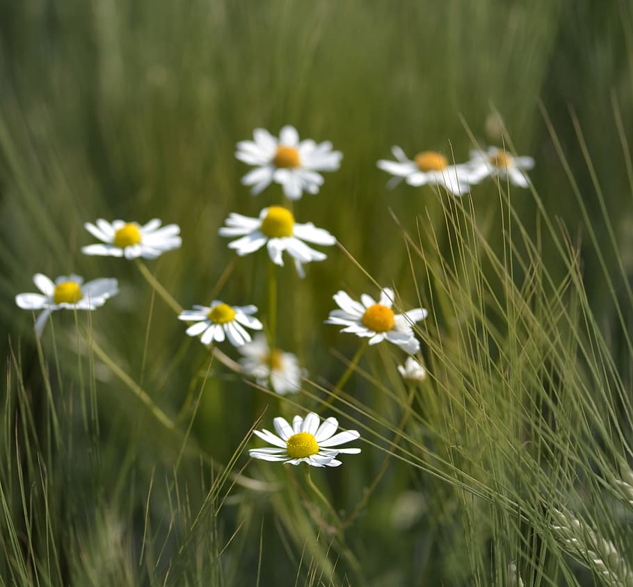 chamomile, herbs, tee, field flower, arable, cure, nature, meadow, grass, daisy