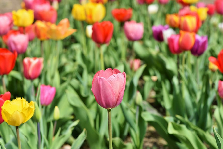 flores de tulipa de cores sortidas, tulipas, campo de tulipa, tulpenbluete, floresceu, campo de flores, flor, flor da primavera, colorido, vermelho amarelo