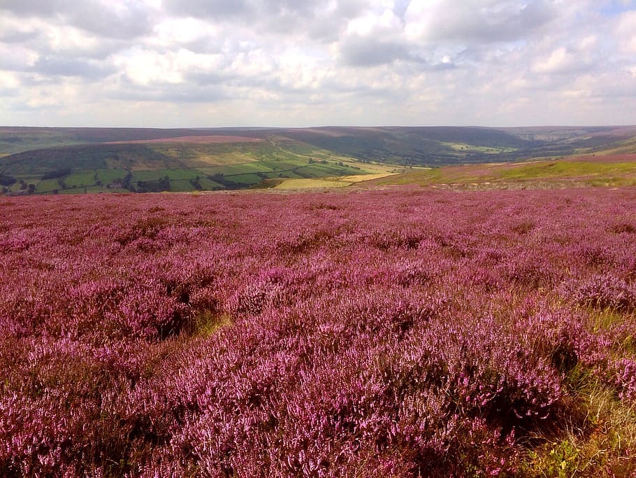 pink flowers, heather, farndale, yorkshire, moorland, fields, field of flowers, panorama, view, beauty in nature